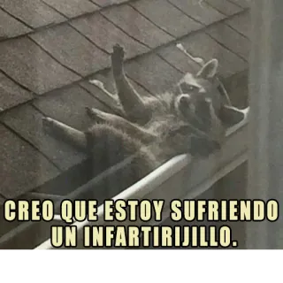 😵 CREO QUE ESTOY SUFRIENDO UN INFARTIRIJILLO. rakun, hewan, humor, spanyol, meme, penderitaan, serangan jantung whatsapp sticker