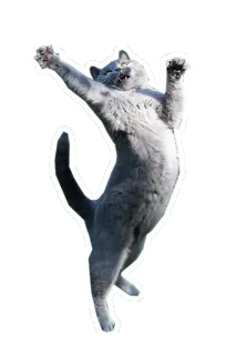 👏 แมว, เต้น, มีความสุข, สัตว์, เฉลิมฉลอง telegram sticker