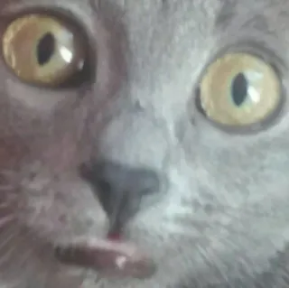 👹 cat, animal, pet, eyes, face, feline telegram sticker