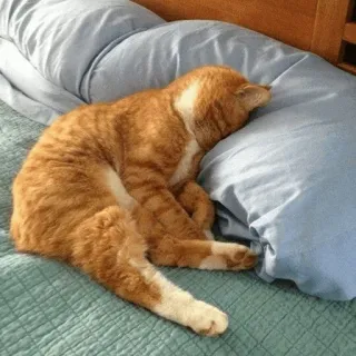 ⚡️ gato, durmiendo, almohada, gato atigrado naranja, gato doméstico, felino, animal telegram sticker