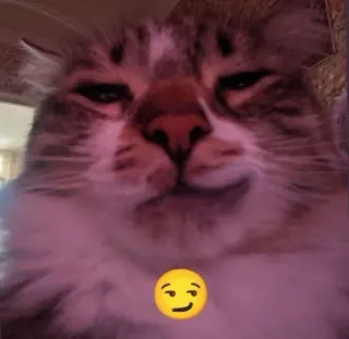 🤩 cat, smirk, animal, pet, meme whatsapp sticker