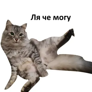 😝 Ля че могу cat, russian, funny, meme telegram sticker