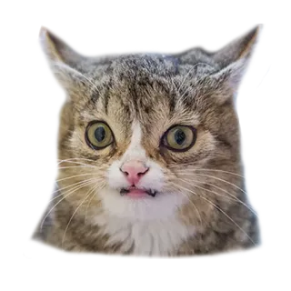 😬 gato, animal, gracioso, expresión, mascota, meme whatsapp sticker