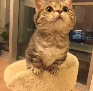 😼 Katze, Kätzchen, süß, Haustier, Tier, Katzenartig, Hauskatze telegram sticker