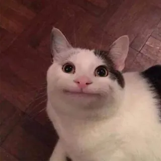 😊 kot, śmieszne, mem, zwierzę, biały, domowy telegram sticker
