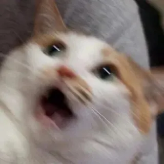 😱 猫, 動物, ミーム, 衝撃, 面白い telegram sticker