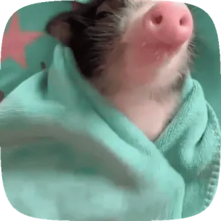 Minipig ˡᵉᵉˢᵏʸʸ • @TgSticker telegram stickers