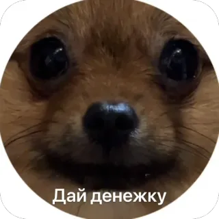 🫥 Дай денежку telegram sticker
