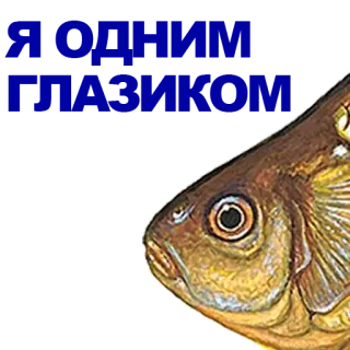 🐠 Carp poisson, animal, carpe, aquatique whatsapp sticker