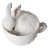 🐰