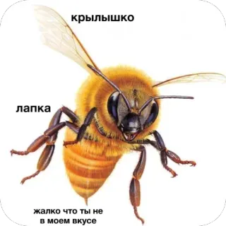 🥲 крылышко
лапка
жалко что ты не
в моем вкусе bee, insect, honey, wings, cute telegram sticker