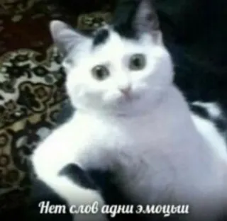 😐 Нет слов одни эмоции Katze, Meme, Emotionen, Lustig, Tier telegram sticker