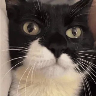 😋 cat, funny, pet, cute, feeding, reaction, meme, black and white cat telegram sticker