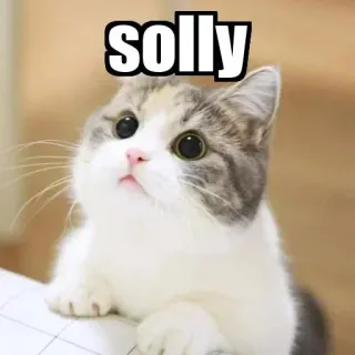 😉 solly gatto, gattino, carino, animale, animale domestico telegram sticker