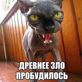 😡 ДРЕВНЕЕ ЗЛО ПРОБУДИЛОСЬ kucing, sphinx, jahat, kuno, marah, meme telegram sticker
