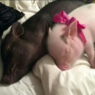 🐷 świnia, zwierzę, śpiący, słodki, zwierzak, mini świnka, różowy, czarny telegram sticker