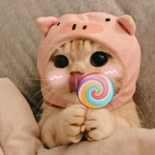 🐾 chat, chaton, animal de compagnie, animal, sucette, bonbon, cochon, chapeau whatsapp sticker