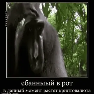 🤤 ебанный в рот в данный момент растет криптовалюта macaco, cripto, meme, ofensivo, russo, criptomoeda whatsapp sticker