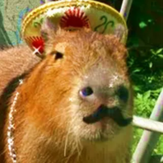 🇲🇽 Capybara, Tier, mexikanisch, Sombrero, niedlich, Schnurrbart, funkeln, Aufkleber whatsapp sticker