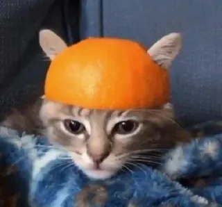 🥲 cat, animal, orange, pet, hat, kitten telegram sticker