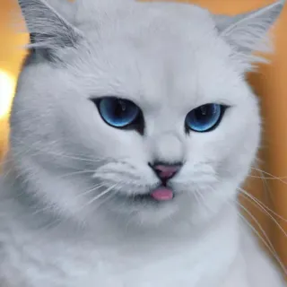 😛 gato, gato branco, olhos azuis, animal, animal de estimação, língua de fora, fofo telegram sticker
