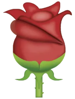 🌹 rose, flower, red, plant, nature, love, romance telegram sticker