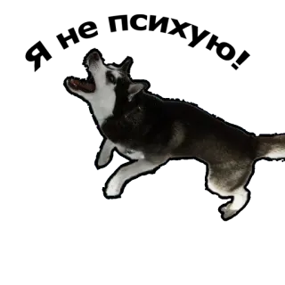 😤 husky, dog, animal, pet whatsapp sticker
