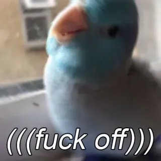 🖕 (((fuck off))) oiseau, offensant, perroquet, jurons, texte telegram sticker