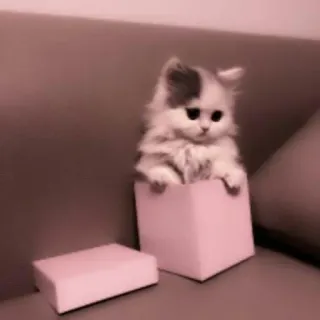 🗯 chaton, chat, animal de compagnie, animal, mignon, boîte telegram sticker