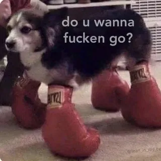 😨 do u wanna fucken go? Hund, Boxen, Lustig, Tier, Boxhandschuhe, Humor telegram sticker