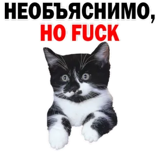 😂 НЕОБЪЯСНИМО, НО FUCK gato, animal, russo, palavrão, adesivo, meme whatsapp sticker
