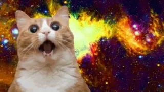real cat telegram stickers