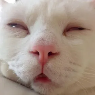 😒 kucing, kucing putih, kucing mengantuk, hewan peliharaan, binatang telegram sticker