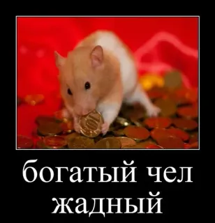 🐹 богатый чел
жадный hamster, argent, avidité, riche, animal, or, mignon whatsapp sticker