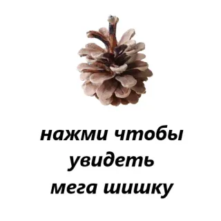 👹 нажми чтобы увидеть мега шишку Pinienzapfen, Klick, Mega, Russisch, Text telegram sticker
