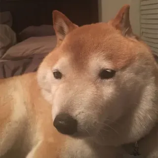 🐕 perro, shiba inu, mascota, animal, animal doméstico, compañero whatsapp sticker