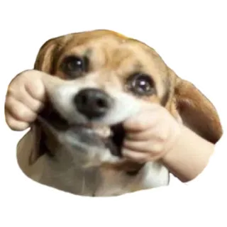 😁 강아지, 동물, 귀여운, 손, 웃긴 telegram sticker