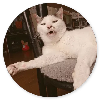 😆 cat, animal, domestic animal, pet whatsapp sticker