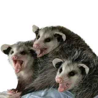 😝 Opossum, Tier, Säugetier, süß, Wildtier, Natur whatsapp sticker