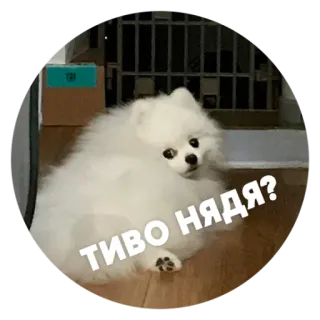 😒 ТИВО НЯДЯ? 犬, 動物, 子犬, 白, かわいい, ふわふわ telegram sticker