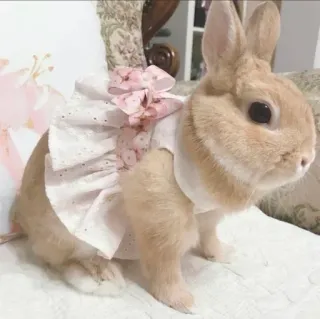 🌟 rabbit, bunny, pet, animal, cute, dress, flowers whatsapp sticker