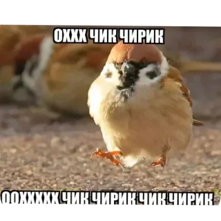 Больше стиков тут: @stikery4 telegram stickers