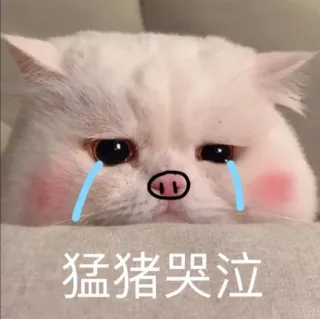 😭 猛猪哭泣 gato, cerdo, llorando, triste, animal, pegatina telegram sticker