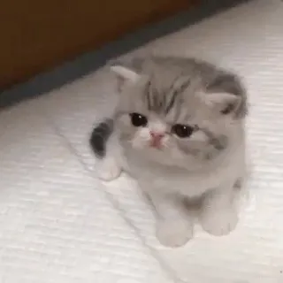 😡 кот, котёнок, милый, животное telegram sticker