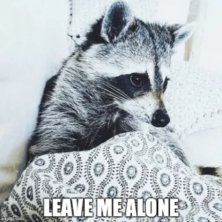 My Evil Raccoon 😎🐾 telegram stickers