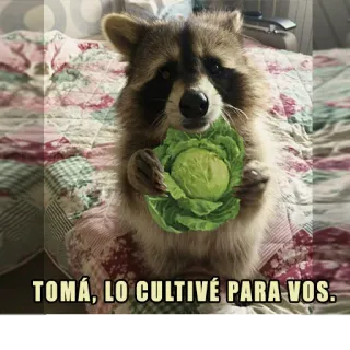 🔁 TOMÁ, LO CULTIVÉ PARA VOS. rakun, kubis, binatang, imut, lucu, spanyol whatsapp sticker