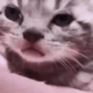 😢 Katze, Kätzchen, Tier, Haustier, süß, Meme whatsapp sticker