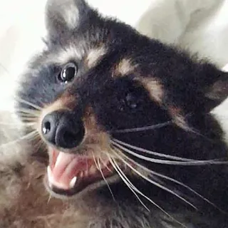 😃 animal, mapache, dientes, lindo, enojado telegram sticker