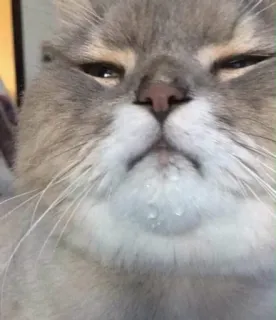 😒 kot, zwierzę, zwierzak, mem, śmieszne, słodkie telegram sticker