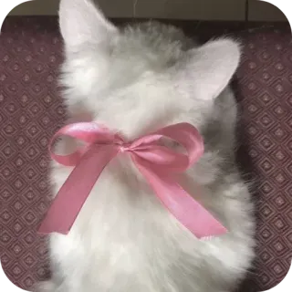 ❤ kucing, anak kucing, hewan peliharaan, hewan, pita, merah muda, pita, imut telegram sticker